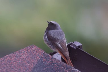 Bir erkek siyah kızılay (Phoenicurus ochruros) bir evin çatısında ve bir çamaşır ipinde alışılmadık bir doğal ortamda bulanık ve güzel bir arka planda fotoğraflanır.