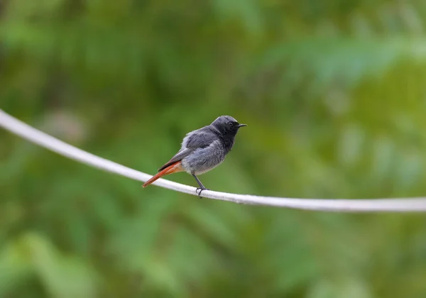 Male Black Redstart Phoenicurus Ochruros Photographed Roof House Clothesline Blurred — Stock Photo, Image