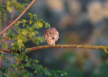 Yetişkin küçük bir baykuş (Athene noctua) bulanık bir arka planda, yumuşak sabah ışığı ışınlarında kuru bir dalda oturur.