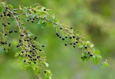 St. Lucie Cherry 'nin (Prunus mahaleb) meyveli dalı, bulanık arkaplanda yakın plan çekimleri