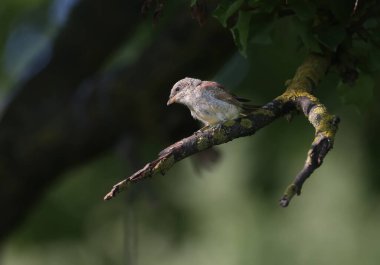 Genç, kırmızı sırtlı bir örümcekkuşu (Lanius collurio), kalın bir ağacın gölgesinde avını bekliyor. Yakın plan detaylı fotoğraf.