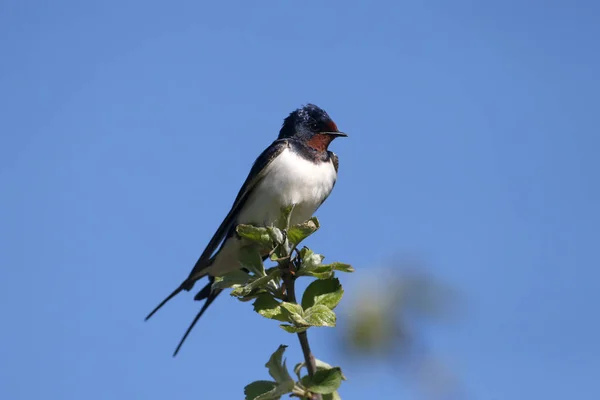 Barn Swallow Hirundo Rustica Close Photo Bright Blue Sky — Stock Photo, Image