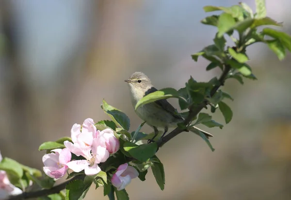 Chiffchaff Zwyczajny Phylloscopus Collybita Fotografowany Miękkim Słońcu Gałęziach Kwitnącej Dzikiej — Zdjęcie stockowe