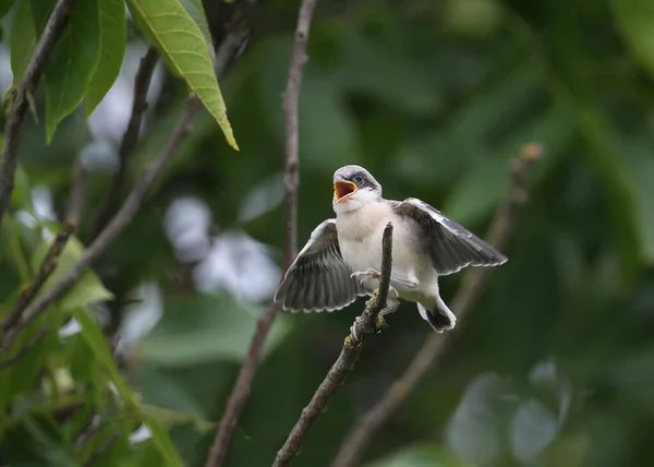 Vier Küken Des Kleinen Würgers Lanius Minor Wurden Während Der — Stockfoto