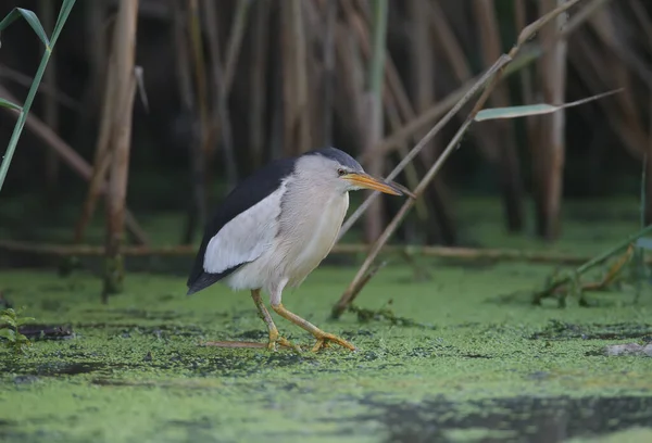 Een Volwassen Mannetje Een Jonge Kleine Bittern Worden Close Gefotografeerd — Stockfoto