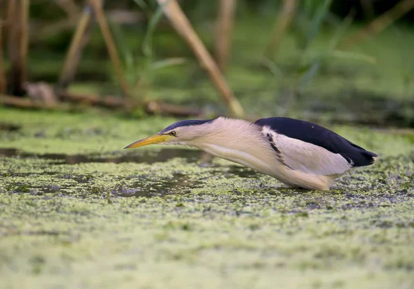 Yetişkin Bir Erkek Genç Bir Bittern Gölde Kurbağa Avlarken Hazırlarken — Stok fotoğraf