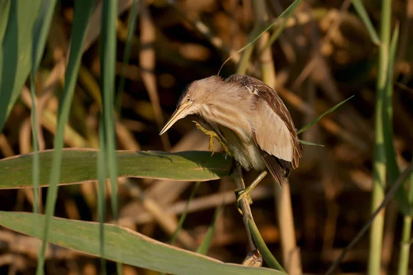 Взрослая Самка Little Bittern Застрелена Необычной Позе Причудливо Изогнутой Шеей — стоковое фото