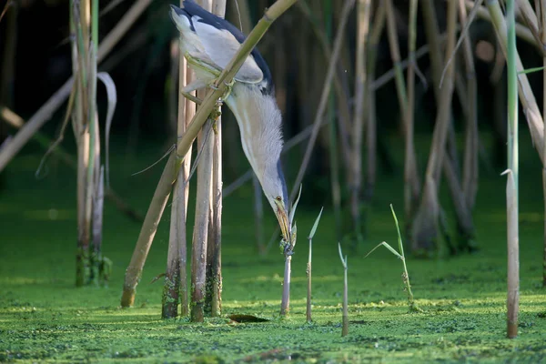 Een Volwassen Mannetje Een Jonge Kleine Bittern Worden Close Gefotografeerd — Stockfoto