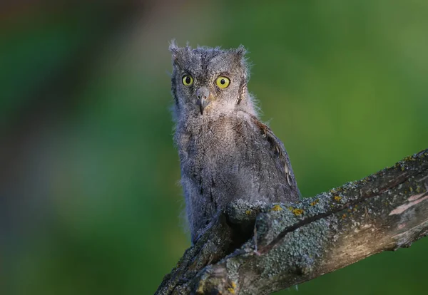 Eurasian Scops Owl Chicks Photographed Individually Together Birds Sit Dry — Stock Photo, Image