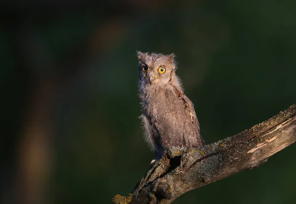 Eurasian Scops Owl Chicks Photographed Individually Together Birds Sit Dry — Stock Photo, Image