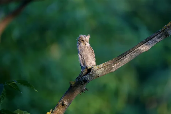 Euroasijské Kuřecí Mláďata Jsou Fotografována Jednotlivě Společně Ptáci Sedí Suché — Stock fotografie