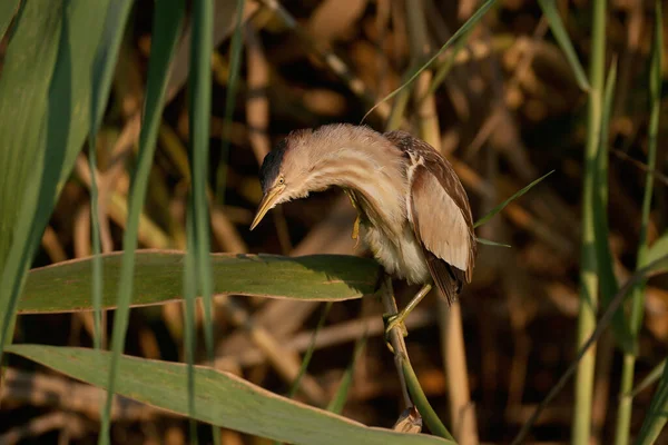 Взрослая Самка Little Bittern Застрелена Необычной Позе Причудливо Изогнутой Шеей — стоковое фото