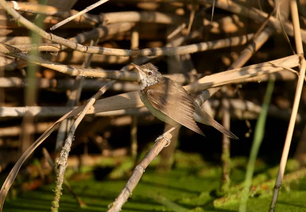 Ένα Υγρό Μεγάλο Καλάμι Warbler Acrocephalus Arundinaceus Κάθεται Ένα Καλάμι — Φωτογραφία Αρχείου