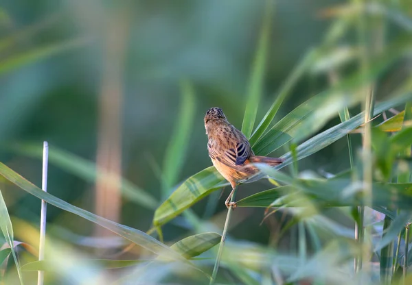 Warbler Acrocephalus Schoenobaenus Jest Fotografowany Bliska Trzcinowym Łóżku Miękkim Świetle — Zdjęcie stockowe