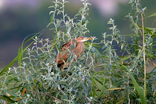 Purple Heron Ardea Purpurea Shot Early Morning Sitting Dense Branches — Stock Photo, Image