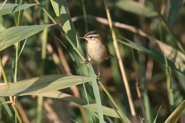 Warbler Acrocephalus Schoenobaenus Jest Fotografowany Bliska Trzcinowym Łóżku Miękkim Świetle — Zdjęcie stockowe