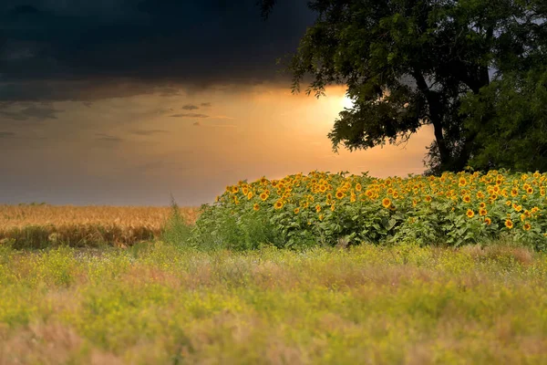 Foto Nocturna Pequeño Bosque Campo Floreciente Girasoles Sobre Telón Fondo — Foto de Stock