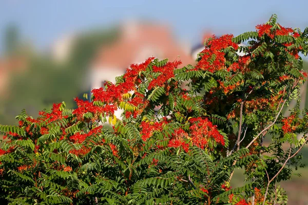 Luminosi Semi Albero Rosso Sono Sparati Accanto Alle Sue Foglie — Foto Stock