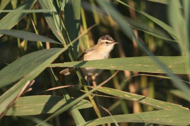 Saz ötleğeni (Acrocephalus schoenobaenus), yumuşak sabah ışığında kamış yatağında yakın plan çekilir. Kuş tanımlaması mümkün..