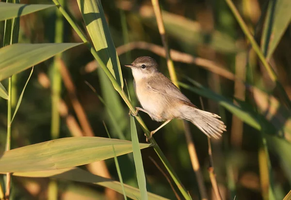 Közelkép Egy Felnőttről Paddyfield Warbler Acrocephalus Agricola Lágy Reggeli Fényben — Stock Fotó