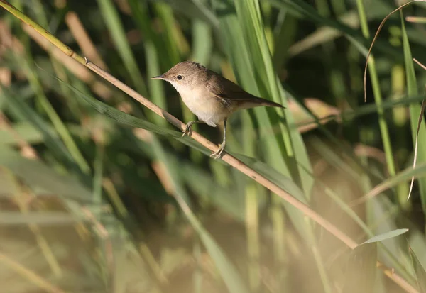 Primer Plano Curruca Caña Euroasiática Simplemente Curruca Caña Acrocephalus Scirpaceus — Foto de Stock