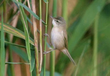 Paddyfield çalı bülbülü (Acrocephalus agricola), yumuşak bir sabah ışığında bulanık bir zemin üzerinde bulunur. Kolay tanımlama