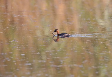 Küçük yunus balığının (Tachybaptus ruficollis) yakından çekilmiş fotoğrafı, gagasında bir balıkla gölün sularında yüzer.