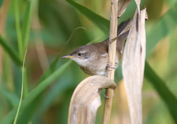 Warbler Savi Locustella Luscinioides Plumagem Inverno Tiro Perto Hábitat Natural — Fotografia de Stock