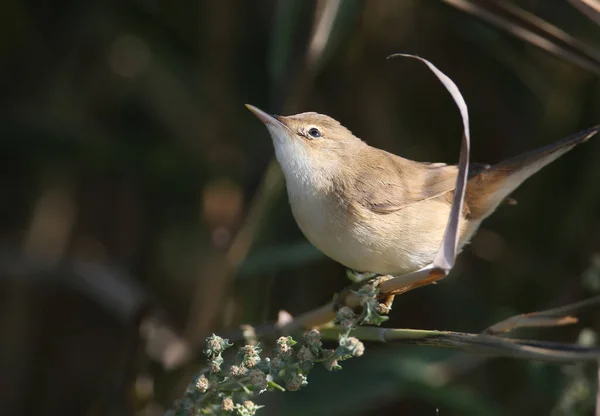 Reed Warbler Acrocephalus Scirpaceus Winter Plumage Close Natural Habitat Identification — Stock Photo, Image