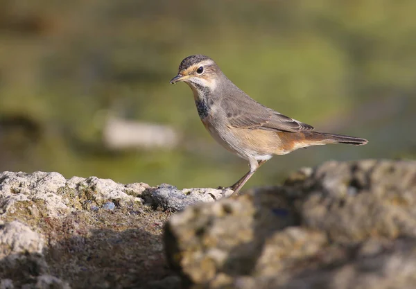 Diverse Bluetroats Luscinia Svecica Worden Winter Van Dichtbij Geschoten Riet — Stockfoto