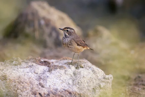 Varios Bluethroats Luscinia Svecica Plumaje Invierno Disparan Cerca Las Cañas — Foto de Stock