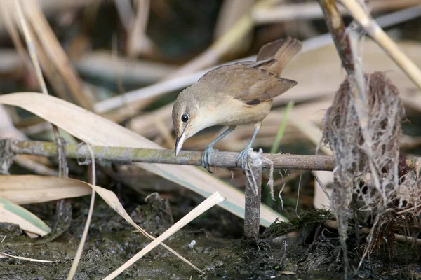 Various Great Reed Warbler Acrocephalus Arundinaceus Winter Plumage Photographed Very — Stock Photo, Image