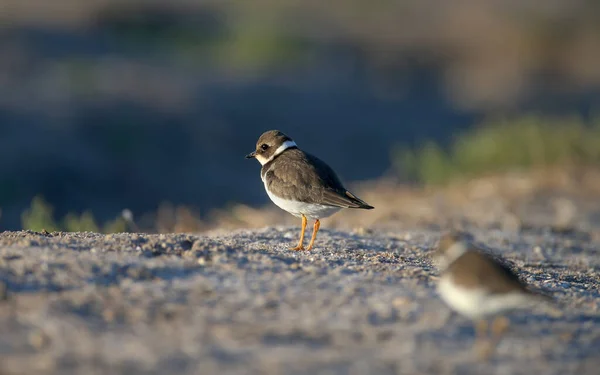 Young Adult Common Ringed Plover Ringed Plover Charadrius Hiaticula Winter — Stock Photo, Image