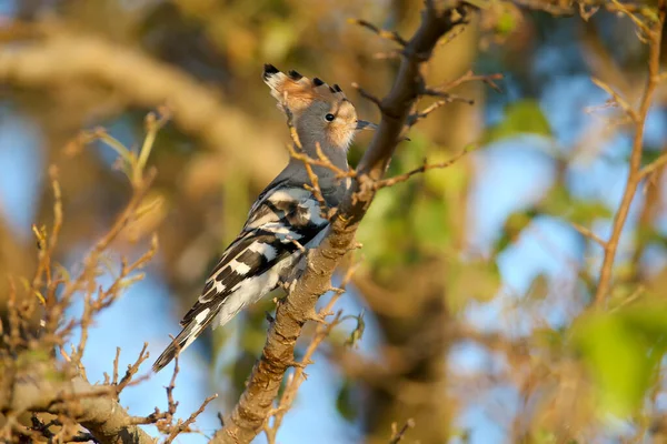 Young Hoopoe Photographed Sitting Tree Rocks Morning Light — Stock Photo, Image