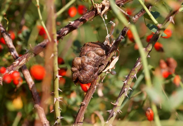 A very close-up photo of a gall gall wasp (Diplolepis fructuum) on a rose hip branch
