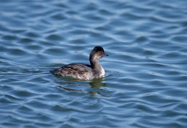 Nahaufnahme Eines Schwarzhalstauchers Podiceps Nigricollis Winterlichen Gefieder Der Hellblauen Wasser — Stockfoto