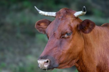 Close-up portrait of a cow (Bos taurus) against a blurred background