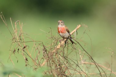 A close-up shot of a male common linnet (Linaria cannabina) in breeding plumage against a blurred background.