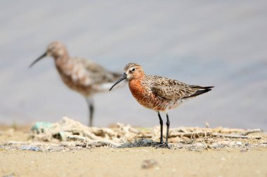 A curlew sandpiper (Calidris ferruginea) in breeding plumage stands on the shore of an estuary against a blurred background