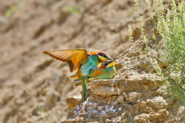 Bir çift Avrupalı arı yiyici (Merops apiaster) kayalıklarda bulanık bir arka plana karşı çiftleşiyorlar