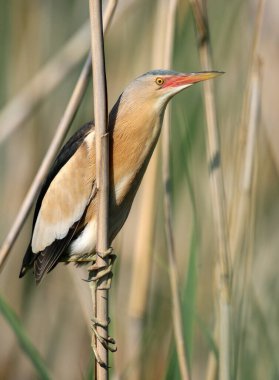 A male little bittern (Botaurus minutus) in breeding plumage sits on a thin reed and poses