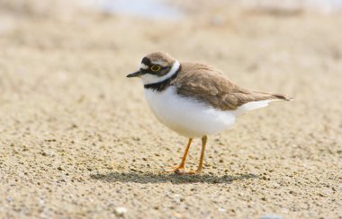 Üreme tüyleri içinde yetişkin küçük halkalı bir yağmurluk (Charadrius dubius), çok yakından çekilmiş, kumun üzerinde duruyordu..