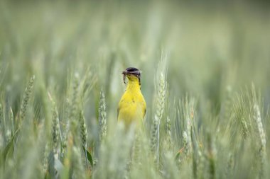 Motacilla Feldegg yeşil arpa kulaklarının üzerinde oturur ve gagasında büyük bir sivrisinek tutar..