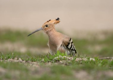 Yetişkin bir hupoe kara bir böceği yutarken yakın plan çekiliyor..
