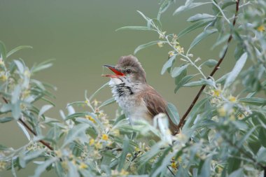 Büyük bir sazlık bülbülünün (Acrocephalus arundinaceus) yakın plan çekimi dar yapraklı bir paskalya çalısı üzerinde tünemiş ve şarkı söylemektedir.