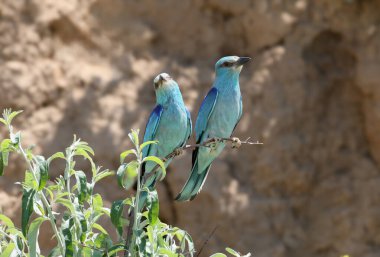 Bir ağaç dalında sergilenen bir çift Avrupa silindiri (Coracias garrulus)