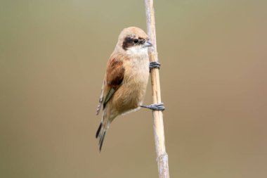 A young male Eurasian penduline tit (Remiz pendulinus) is photographed close-up perched on a reed branch against a completely blurred background.