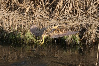 Yetişkin bir Avrasya bittern 'inin (Botaurus stellaris) doğal yaşam alanındaki dar bir kanalın kıyısında yakın plan çekimi..