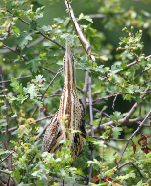 Yetişkin bir Avrasya bittern 'inin (Botaurus stellaris) doğal yaşam alanındaki dar bir kanalın kıyısında yakın plan çekimi..