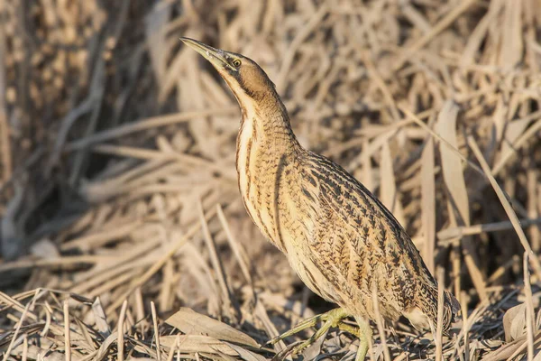Bir egzotik Avrasya üzümü (Botaurus stellaris), sazlıkların arka planında yakın plan çekimleri yapılır..